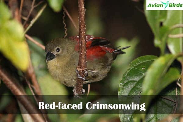 Red-faced Crimsonwing