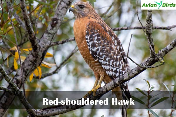 Red-shouldered Hawk