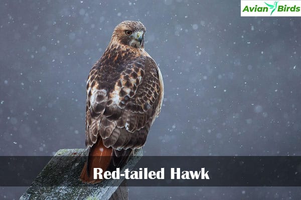 Hawks in Ohio (8 Species You Can Spot In Ohio)