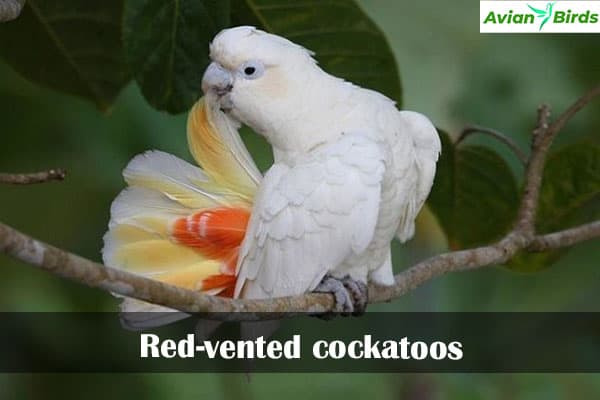 Red-vented cockatoos