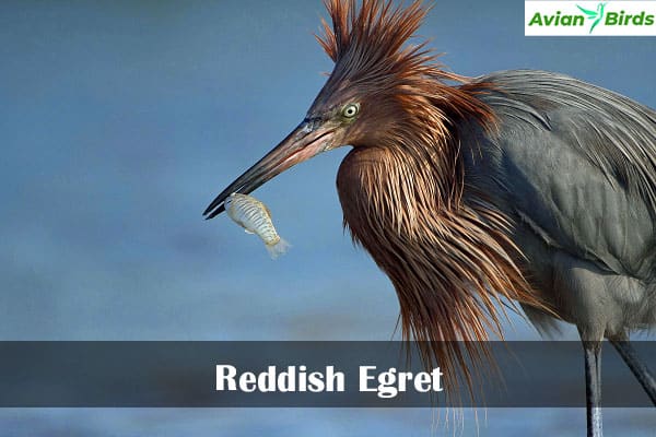 Reddish Egret