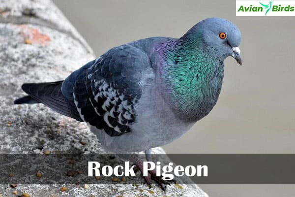 Rock Pigeon