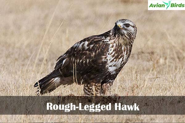 Rough-Legged Hawk