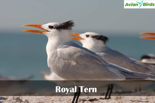 Royal Tern