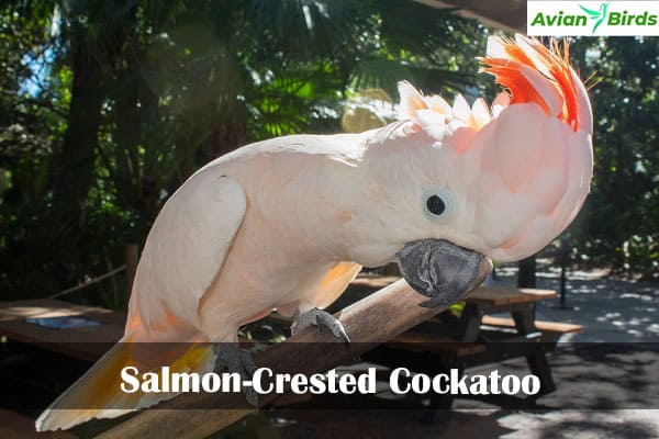 Salmon-Crested Cockatoo