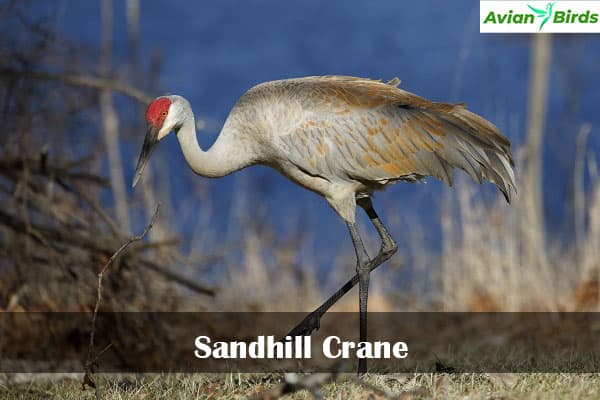 Sandhill Crane