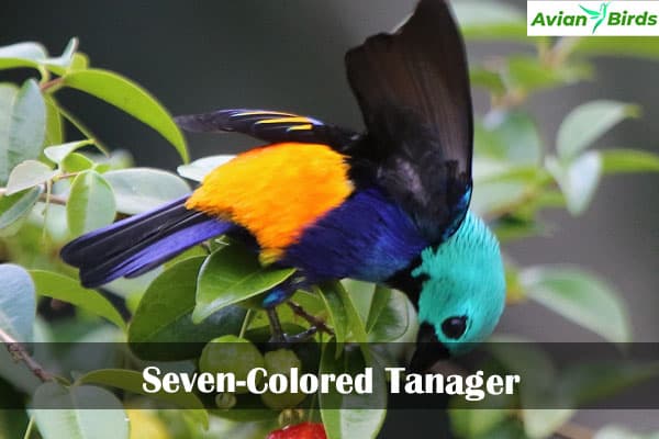 Seven-Colored Tanager