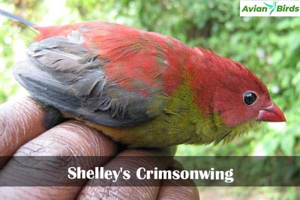 Shelley's Crimsonwing