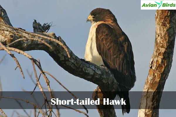 Short-tailed Hawk