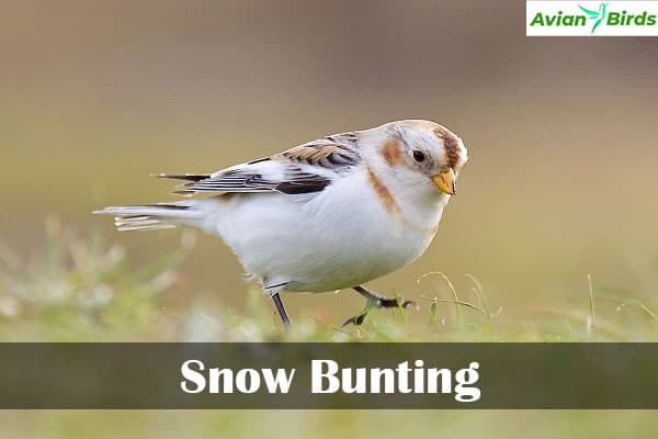 Snow Bunting