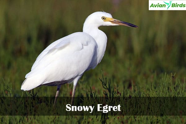 Snowy Egret