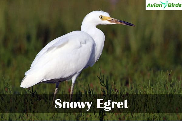 Snowy Egret