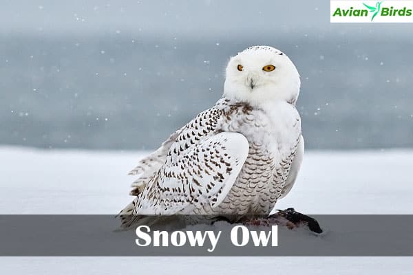 Snowy Owl