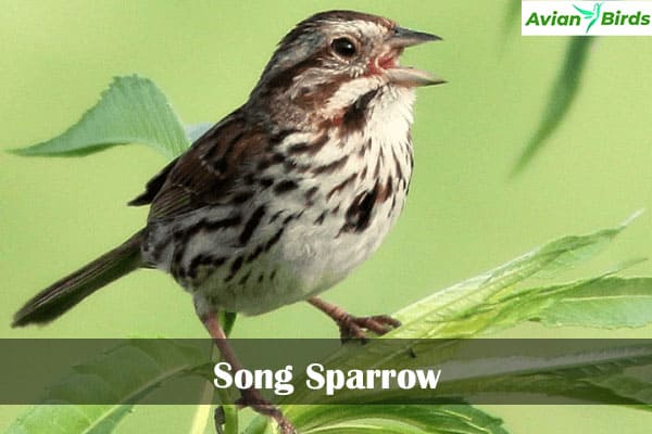 Song Sparrow