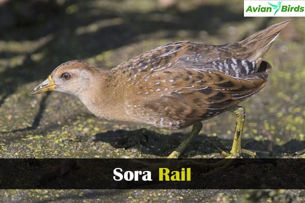 Sora Rail