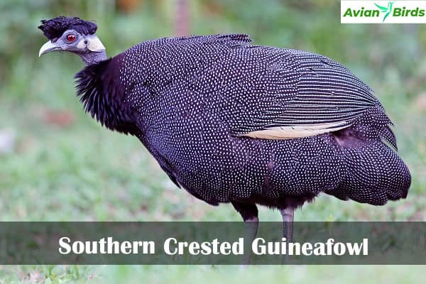 Southern Crested Guineafowl