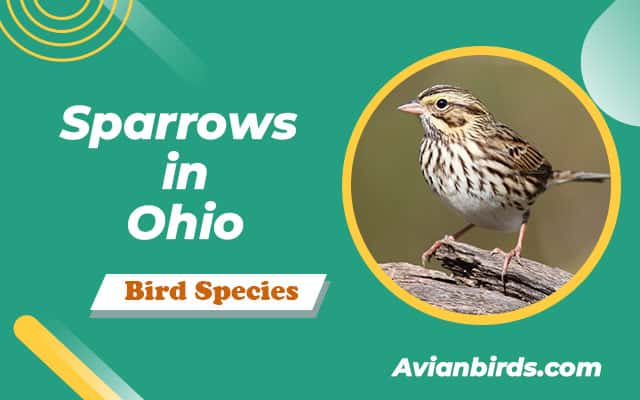 Sparrows in Ohio