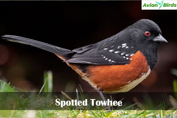 Spotted Towhee