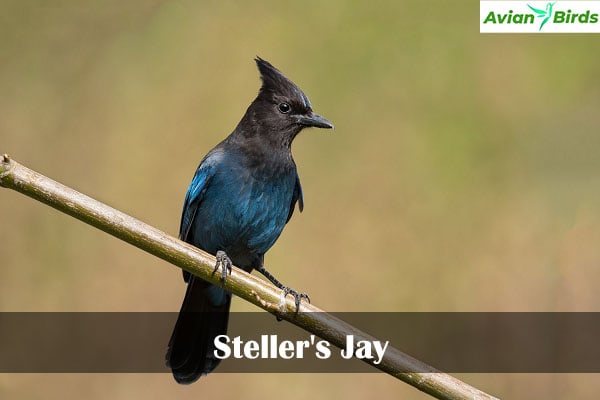 Steller's Jay