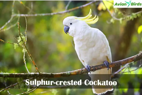 Sulphur-crested Cockatoo