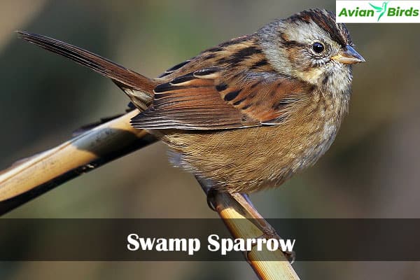 Swamp Sparrow