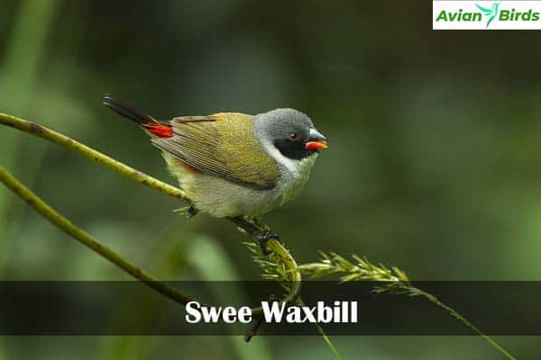 Swee Waxbill