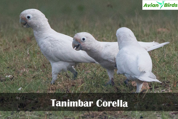 Tanimbar Corella