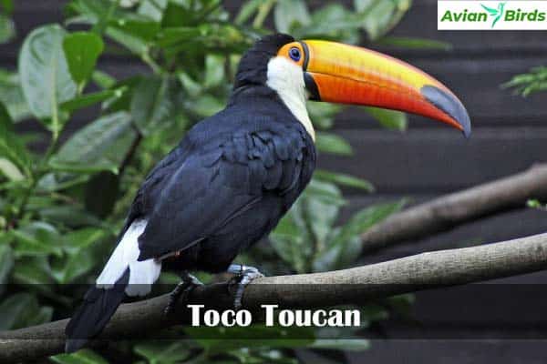 Toco Toucan