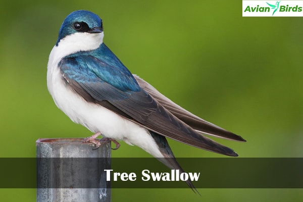 Tree Swallow