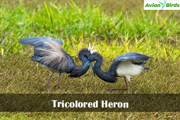 Tricolored Heron