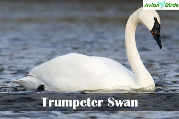 Trumpeter Swan