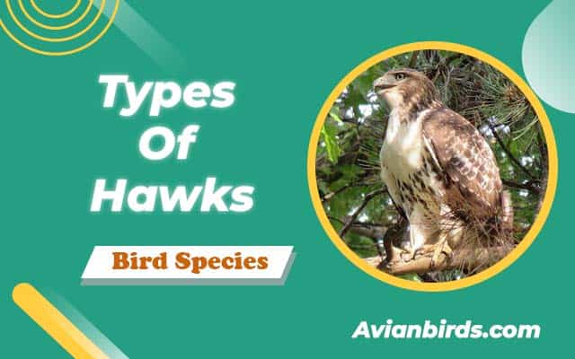 Types Of Hawks