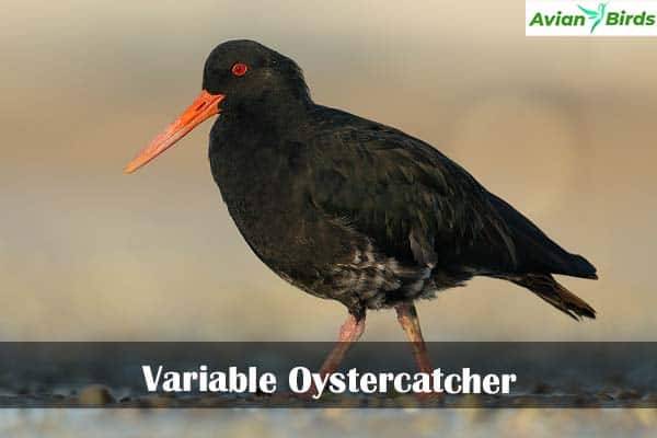 Variable Oystercatcher