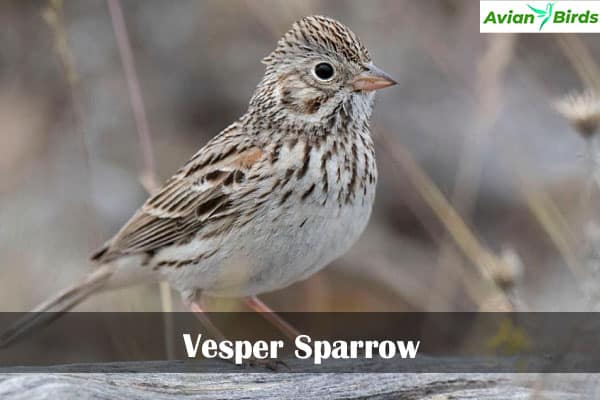 Vesper Sparrow