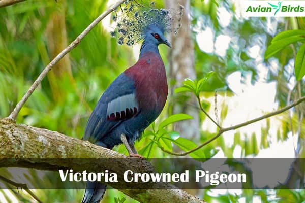 Victoria Crowned Pigeon