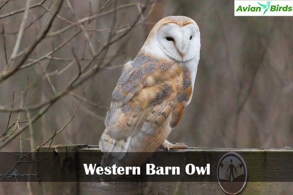 Western Barn Owl