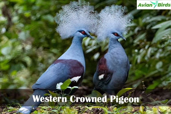 Western Crowned Pigeon