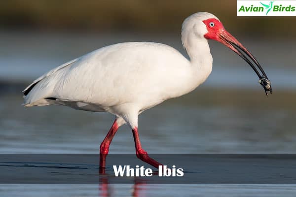 White Ibis