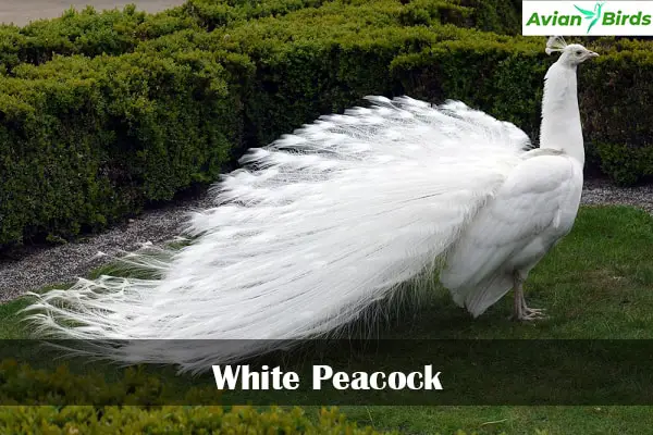 White Peacock