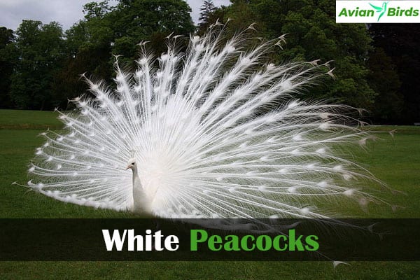 White Peacocks