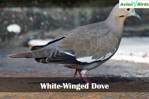 White-Winged Dove