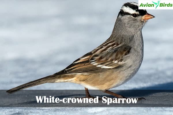 White-crowned Sparrow