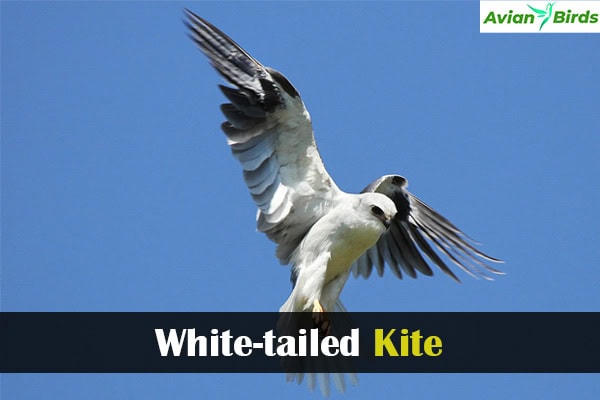 White-tailed Kite