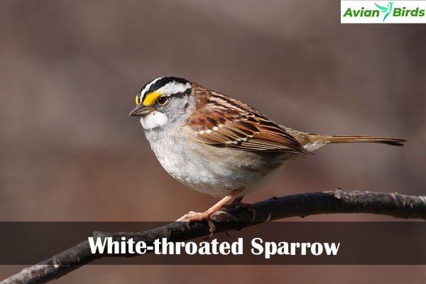 White-throated Sparrow