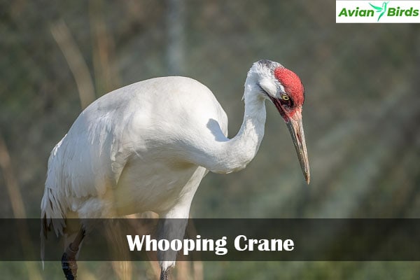 Whooping Crane