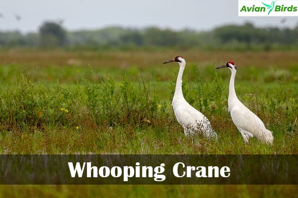 Whooping Crane