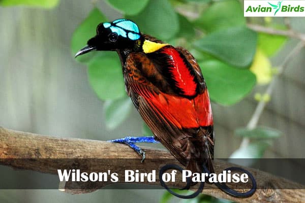 Wilson's Bird of Paradise