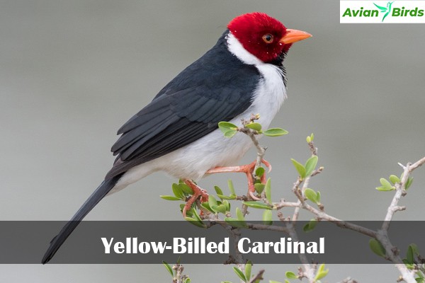 Yellow-Billed Cardinal
