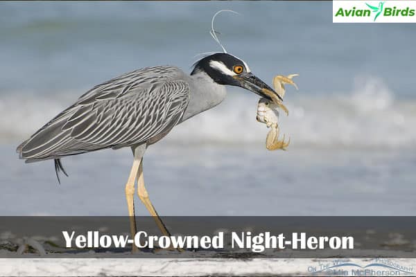 Yellow-Crowned Night-Heron