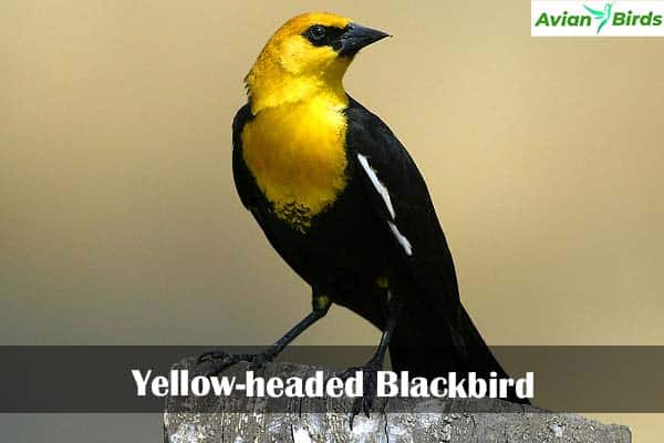 Yellow-headed Blackbird